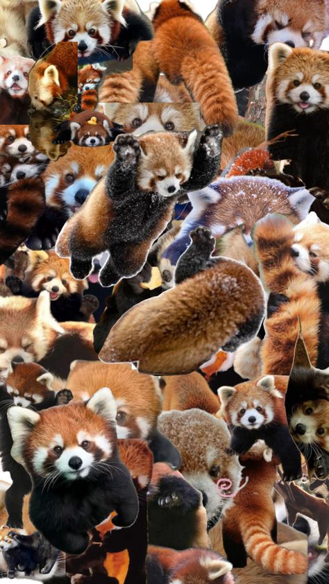 Red Panda Wallpaper, Red Panda Cute, Panda Art, Animal Species, Red Panda, Fantastic Beasts, Panda Bear, Spirit Animal, Cute Icons