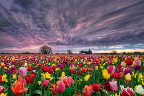 19 Facts Every Tulip Lover Should Knowcountryliving Tulips Landscape Wallpaper, Tulips Landscape, Tulips Images, Spring Flowers Background, Tulip Field, Planting Tulips, Farm Field, Spring Background, Tulip Fields