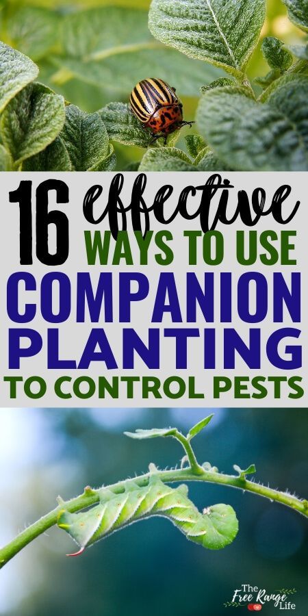 Garden Companion Planting, Organic Pest Control, Companion Plants, Natural Pest Control, Garden Pest Control, Organic Vegetable Garden, Survival Gardening, Garden Help, Simple Organic