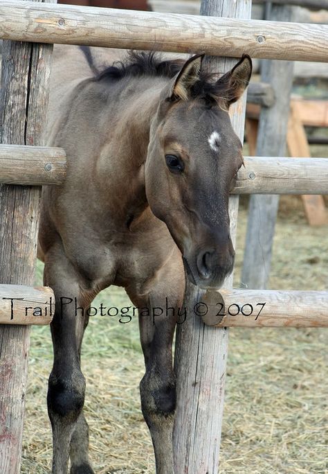 Grulla Quarter Horse Foal (Sage) Quarter Horse Foal, Paddock Trail, Grulla Horse, Saddles For Sale, Horse Foal, Quarter Horses, American Quarter Horse, Baby Horses, Majestic Horse