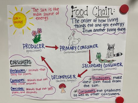 Food Chain Anchor Chart, Food Chains Anchor Chart, Teaching Materials Science, Inquiry Based Learning Kindergarten, Ecosystem Project, Classroom Structure, Adventure Classroom, Summer Notebook, Biology Project