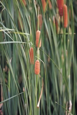 How to Preserve Cattails for Flower Arrangements    ~~  If you had a wet spot in your garden . . . . Cat Tails, Wet Spot, Tall Flowers, Lawn Games, Cat Tail, Flower Spike, A Pond, Wild Food, Perfect Garden