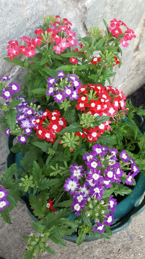 Potted Verbena/ jaf Verbena In Pots, Verbena Bonariensis In Pots, Red Verbena, Verbena Bonariensis Combination, Verbena Flower, Verbena Hastata, Happy Birthday Cake Images, Lemon Verbena, Dusty Miller