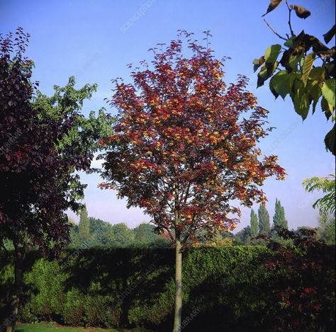 Sorbus Joseph Rock - Stock Image - B836/0458 - Science Photo Library Sorbus Aucuparia, Garden Screening, Autumn Foliage, Science Photos, Clay Soil, Plant List, Photo Library, Tree Wall, Fall Foliage