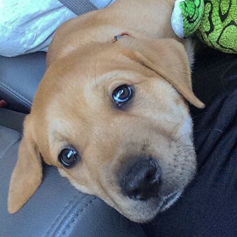 Pitbull / Golden retriever mix! (7 weeks old) #Herculesthegoldenpit Mixed Golden Retriever, Pitbull Golden Retriever Mix Puppy, Golden Retriever Mix Puppies, Golden Retriever Mix With German Shepard, 5 Month Old Golden Retriever, Blue Pitbull, Lion Cat, Golden Retriever Mix, Hercules