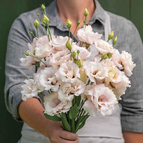 Blush Lisianthus, Greenhouse Vegetables, Asparagus Beans, Strawberry Seed, Bush Beans, Pole Beans, Deep Maroon, Heirloom Vegetables, Wedding Pink