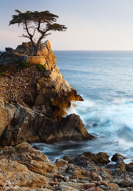 Lone Cypress - blue dreams | As photographers we constantly … | Flickr Lone Cypress, Monterey Cypress, 17 Mile Drive, Beach Art Painting, Vantage Point, Cypress Trees, Armani Prive, Blue Dream, Photo Art Gallery