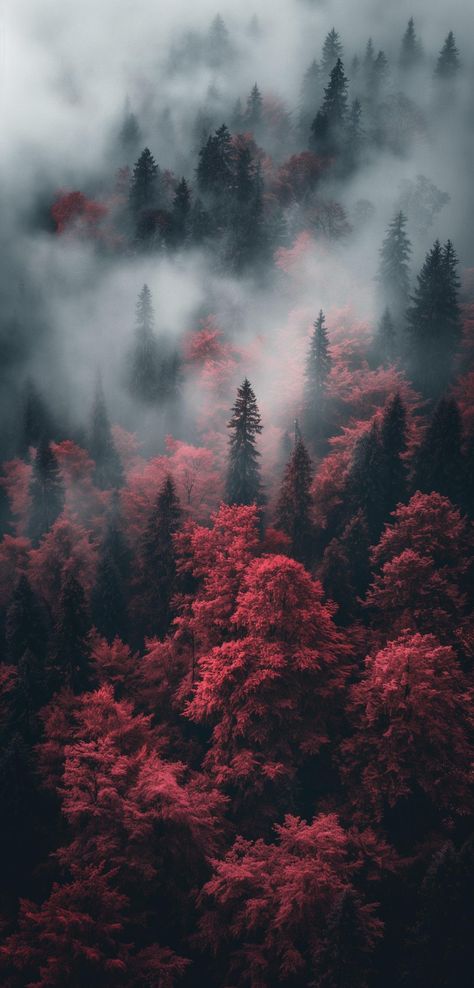 Red Forest Aesthetic, Red Nature Aesthetic, Red Magic Aesthetic, Deep Forest Aesthetic, Red Forest Wallpaper, Shadow Magic Aesthetic, Deep Forest Wallpaper, Red Nature Wallpaper, Mystical Forest Wallpaper