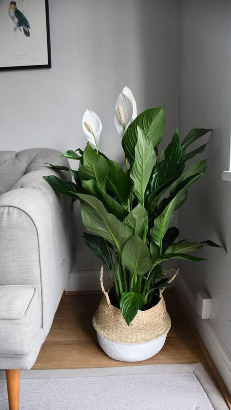 Indoor Plant Gifts, نباتات منزلية, Casa Vintage, Plant Decor Indoor, Summer Plants, Peace Lily, House Plants Decor, Decor Home Living Room, Home Design Decor