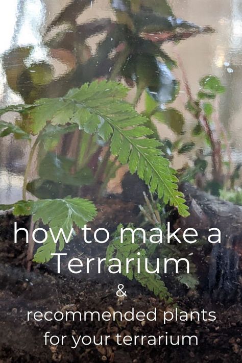 Grow Plants Indoors, Closed Terrarium Plants, Make A Terrarium, Build A Terrarium, Open Terrariums, Fairy Garden Plants, Arrowhead Plant, Lawn Art, Grow Plants