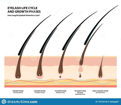 Eyelash Life Cycle and Growth Phases. How Long Do Eyelash Extensions Stay On. Ma #Sponsored , #SPONSORED, #AD, #Cycle, #Eyelash, #Stay, #Growth Lash Cycle Eyelashes, Lash Growth Cycle, Eyelash Esthetic, Eyelash Cycle, Lash Cycle, Eyelash Serum Diy, Eyelash Growth Cycle, Eyelash Growth Diy, Diy Eyelash Growth Serum