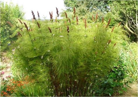 Elegia capensis - Broom Reed, Horsetail Restio, Besemriet, Bergbamboes , אלגיית הכף Architectural Plants, Plant Wishlist, Brown Flower, Back Patio, Garden Inspiration, Botanical Gardens, Fence, South Africa, Soil