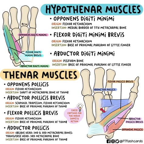 Physical Therapy Notes, Pt School, Physical Therapy School, Physical Therapy Student, Physical Therapist Assistant, Physical Therapy Assistant, Medicine Notes, Basic Anatomy And Physiology, Occupational Therapy Activities