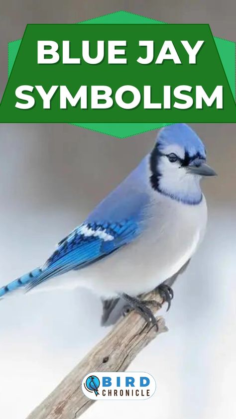 Blue Jay Meaning, Mother Of 3 Tattoo, Mother Of 3 Tattoo Ideas, 3 Tattoo Ideas, Blue Jay Tattoo, Jay Tattoo, Tattoo Ideas Simple, Meaning Of Blue, Forget Me Not Blue