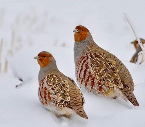 Grey Partridges Hungarian Partridge, Grey Partridge, Raising Quail, Ankara Turkey, Game Birds, Pet Chickens, Fabric Birds, Partridge, Watercolor Bird