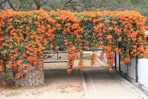 Pyrostegia venusta, flame vine. Climbing by tendrils, this vigorous evergreen vine makes a brilliant fall and winter display of reddish-orange, 3-inch-long tubular flowers borne in clusters of 15 - 20. Covering everything that can offer a good support, flame vine should be planted with caution because it has been known to cover, then strangle, trees with its rampant growth.  Seen in Zone 8b. Vines Ideas, Pyrostegia Venusta, Flame Vine, Vine Fence, Zone 8b, Creepers Plants, Winter Display, Climber Plants, Trees For Front Yard