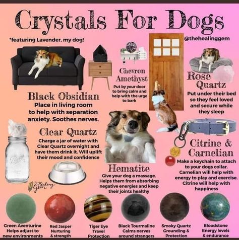 Crystals For Dogs, Pet Healing, Pet Psychic, Animal Reiki, National Dog Day, Magia Das Ervas, Magical Life, Crystals Healing Properties, Dog Day