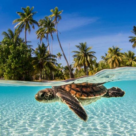 <3 Sea Turtle Pictures, Turtle Wallpaper, Turtle Conservation, Baby Sea Turtles, Under The Water, Cute Turtles, Ocean Conservation, Baby Turtles, A Turtle