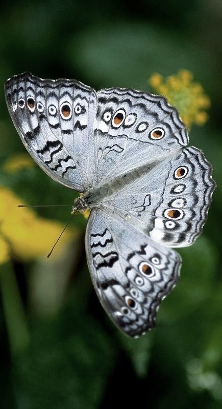 ✿ •°*”˜˜”°•.ƸӜƷ.•°”˜˜”*°• ✿ Gray Butterfly, Grey Butterfly, Beautiful Butterfly Photography, Moth Caterpillar, Beautiful Bugs, Flying Insects, Butterfly Pictures, Butterfly Kisses, Arthropods