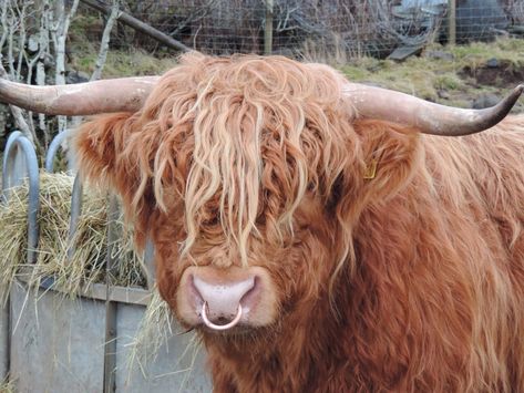 A Highland cattle bull with a nose ring Cow Nose Ring, Cow Nose, Highland Cow Painting, Scottish Cow, Highland Cow Art, Longhorn Cattle, Scottish Highland Cow, Fluffy Cows, Mother Art