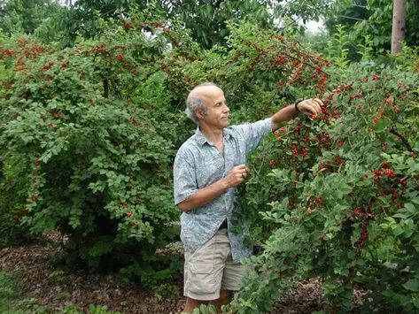 Nanking Cherry, Growing Raspberries, Beach Plum, Edible Landscape, Fruits Photos, Specimen Trees, Fine Gardening, Edible Landscaping, Ground Cover Plants