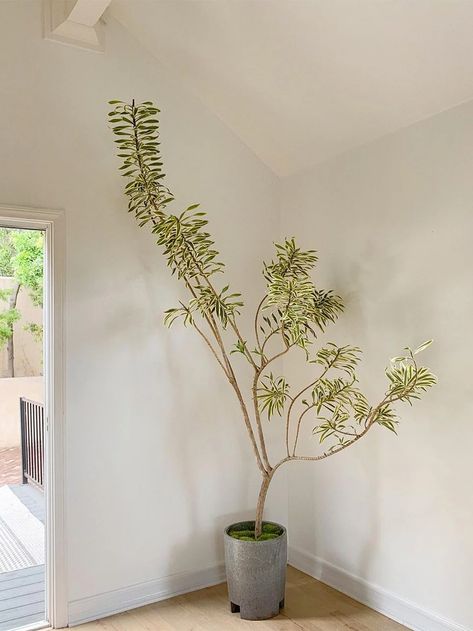 Sculptural Plants, Indoor Tree Plants, Umbrella Tree, Indoor Tree, Rose House, Dragon Tree, Indoor Trees, Plant Display, Cool Shapes