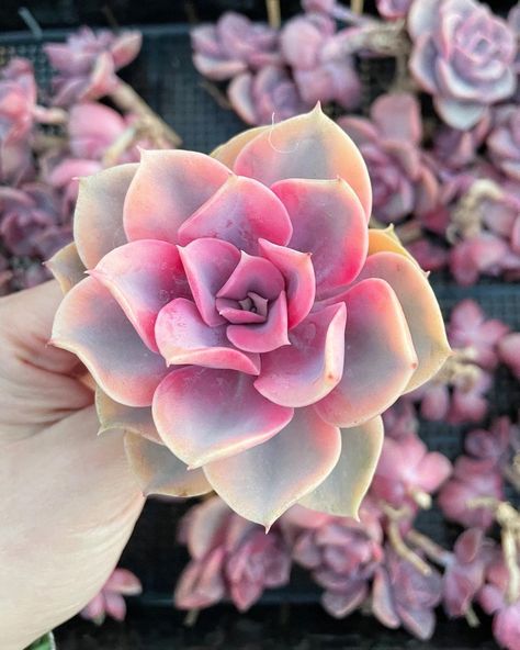 1am Succulents on Instagram: “Best rainbow in town 🥳, 15% off at shop, enjoy 😊 :) #succulent #succulentgarden #succulentlove #planter #cactus #raresucculents…” House Office Decor, Rainbow Succulent, Greenhouse Nursery, Nature Light, Insect Pest, Plant Shop, Perfect House, House Office, Rare Succulents