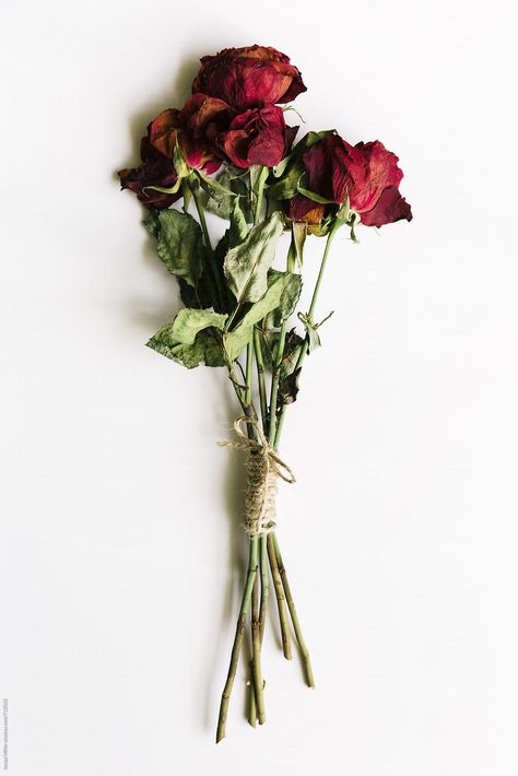 Red Roses White Background, Dry White Rose, Dried Red Flowers, Dried Flowers Tattoo, Dried Roses Aesthetic, Rose Aesthetic Flower, Dead Red Roses, Goth Moodboard, Dried Red Roses