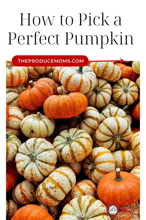 From pies to porch decorations to spiced lattes, we love pumpkin season! If it’s about time for the annual pumpkin patch pilgrimage, your kids will be on the lookout for gorgeous gourds and perfect pumpkins to take home. But do you know how to pick a pumpkin? Sarah Frey, founder of Frey Farms and Sarah’s Homegrown, has some tips to make sure you bring home the pick of the patch! Different Fruits And Vegetables, Gorgeous Gourds, Porch Decorations, Pumpkin Picking, Different Fruits, Watermelon Juice, Pumpkin Season, Pumpkin Seasoning, About Time