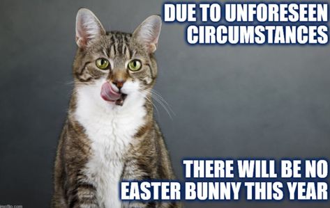 23 Hilarious Easter Memes That Will Make You Laugh Easter Memes, Easter Puns, Happy Easter Funny, Easter Funny, Easter Cats, Bunny Poster, Chocolate Bunnies, Chocolate Easter Bunny, Crochet Humor