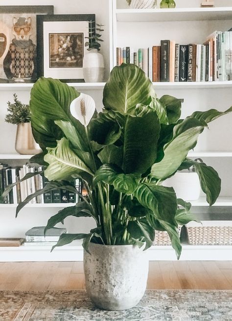 Houseplants Decor, Indoor Flowering Plants, Lily Plants, Plant Decor Indoor, Interior Plants, Indoor Flowers, Peace Lily, Greenhouse Gardening, House Plants Decor