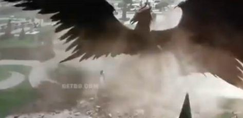 Maleficent Phoenix Form, Phoenix Aesthetic, Mystic Animals, Maleficent Art, Cage Tattoo, Ribcage Tattoo, Disney Fairy, Vs Angels, Bird Wings