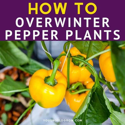 How to Overwinter Your Pepper Plants Growing Chili Peppers, Hot Peppers Plants, Growing Hot Pepper, Soil Amendments, Growing Peppers, Indoor Lights, Growing Veggies, Greenhouse Growing, Overwintering