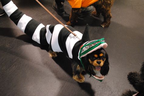 Sandworm from Beetlejuice: a costume contest winner! Beetlejuice Dog Costume, Costume Contest Winner, Snake Costume, Beatle Juice, Beetlejuice Costume, Beetlejuice Sandworm, Beetle Juice, Halloween 4, Cute Dog Photos