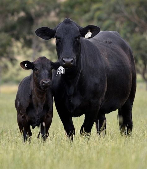 Our fifth-teen month to two year old. -  Our family has been in the beef business in Dixie county Florida shortly after the civil war    my great great granddad drove all his cattle from Maclenny Florida and settled in north Dixie    county and we have been  here since then. Our cows live a stres... Brangus Cattle, Cows And Calves, Angus Cattle, Raising Cattle, Beef Cow, Dairy Cattle, Cattle Breeds, Fawn Colour, Future Farms