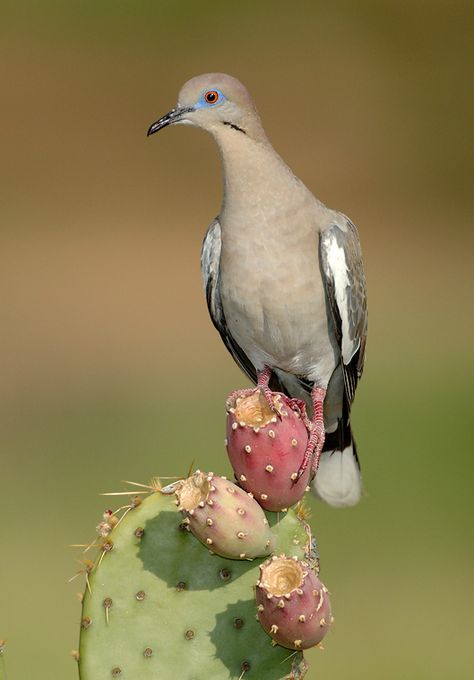 White-winged Dove from Southwestern United States, Mexico and Central America White Winged Dove, White Wing, Dove Pigeon, Doddle Art, Crazy Bird, Baja California Sur, Game Birds, White Wings, Desert Plants