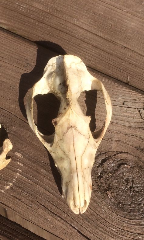 Opossum skull, Kentucky Opossum Skull, Vulture Culture, Animal Bones, Chalk Drawings, Original Character, Taxidermy, Kentucky, Skeleton, Chalk