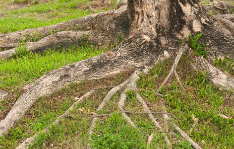 Tree Retaining Wall, Oak Tree Base Landscaping, Cut Down Tree Ideas, Retaining Walls Around Trees, Retaining Wall Around Tree, Landscaping Around Big Trees, Edging Around Tree, Border Around Tree, Rock Beds Around Trees