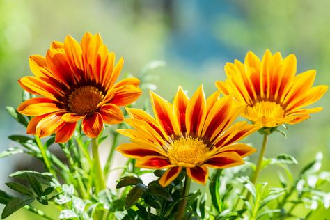 Gazania Plant Care Tips: How to Grow and Care for Gazanias Gazania Flowers, Heat Tolerant Plants, Seedlings Indoors, Natural Insecticide, Plant Pests, Sandy Soil, Garden Tips, Large Plants, Types Of Soil