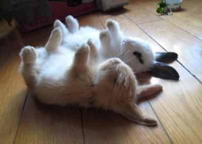 Afternoon stretching....... Bunny Yoga, Bunny Art, Animal Photos, Baby Bunnies, Cute Animal Pictures, Funny Animal Pictures, Baby Ideas, 귀여운 동물, Cuteness Overload