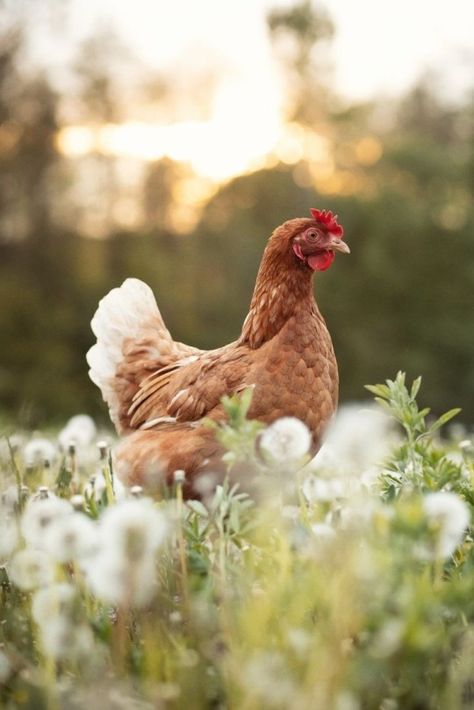 Rooster Photography, Chicken Photography, Cottagecore Farm, Duck Photo, Field Wallpaper, Backyard Flocks, Red Hen, Farm Photo, Happy Pictures