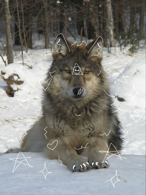 Grey wolf therian Wolf Therian Pfp, Fox Background, Wolf Therian, Therian Pfp, Werewolf Stories, Haflinger Horse, Maned Wolf, Horse Posters, Maybe In Another Life