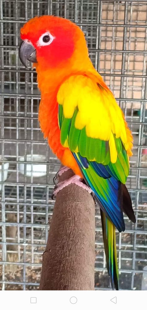 Sun Conure Aesthetic, Conures Parrots, Stop Swearing, Parrot Pictures, Sun Conure Parrot, Sun Conures, Budgies Parrot, Conure Bird, Budgie Bird