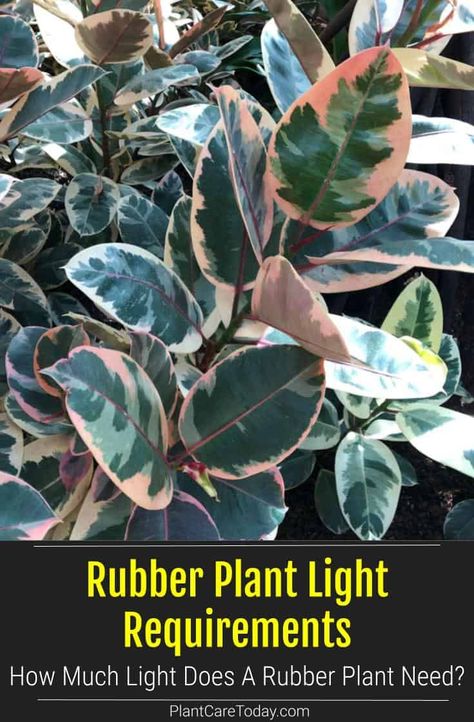 Rubber plants do best when they get the right light requirements. Learn how much light rubber plants need here. Plants Guide, Homestead Gardening, Rubber Tree Plant, Backyard Plants, Plant Light, Rubber Plant, Pepper Plants, Plant Guide, Rubber Tree