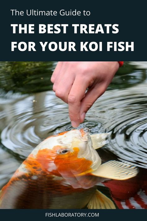 There’s a great variety of treats that you can feed to your koi. This includes many varieties of fruits, vegetables, and seafood. Kitchen Aquarium, Water Farming, Japanese Living, Diy Fish Tank, Red Worms, Building A Pond, Garden Pond Design, Food Fish, Outdoor Water Features