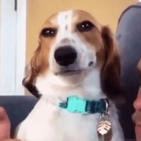 Dog Doggo GIF - Dog Doggo Smiling - Discover & Share GIFs Animated Gif, Gif