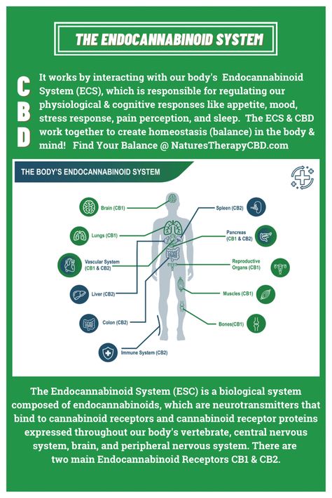 CBD & The Endocannabinoid System Healthcare Website, Psychological Effects, Endocannabinoid System, Migraine Headaches, Central Nervous System, Medical Research, Medical Science, The Human Body, Alternative Medicine