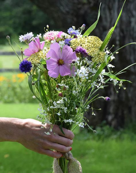 Easy DIY Bouquets With Wildflowers | American Meadows Flower Colour Palette, Flower Farm Ideas, Meadow Bouquet, Bachelor Button Flowers, Wildflower Cottage, Mexican Sunflower, Zinnia Elegans, American Meadows, Cut Flower Farm