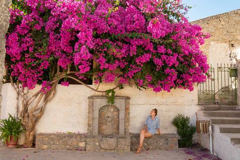 Bougainvillea Planting Ideas, Bougainvillea Wall, Fast Growing Pine Trees, Bougainvillea Trellis, Bougainvillea Care, Bougainvillea Tree, Front Yard Design, Budget Garden, Garden Decor Ideas