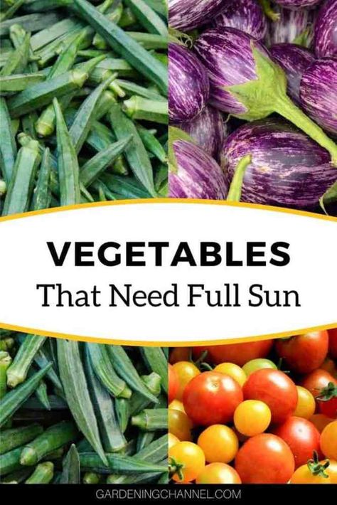 Vegetables Full Sun, Sun Requirements For Vegetables, Vegetables That Grow In Full Sun, Full Sun Garden Vegetables, Full Sun Vegetable Garden, Full Sun Plants For Containers, Full Sun Vegetables, Summer Vegetables To Grow, Planting Food